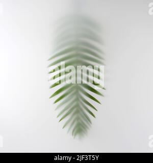 Esotici tropici di palma di foglia estiva nella nebbia. Foto minimal di tendenza contemporanea. Foto Stock