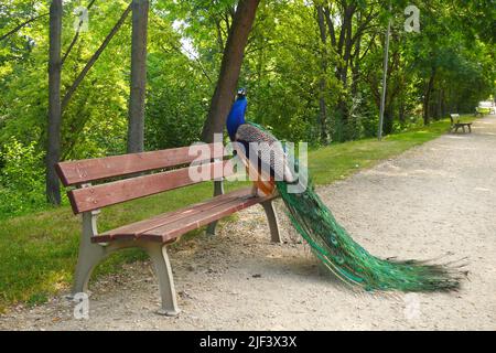 Uomo indiano Peafowl - Pavo cristatus in piedi su una panchina Foto Stock