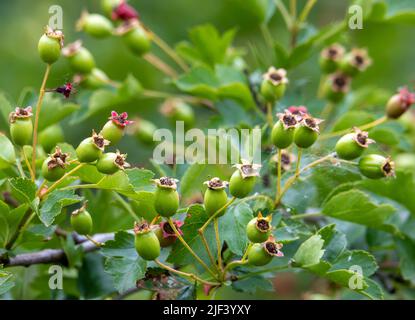 Un primo piano con frutti di crataegus monogyna verde sul ramo, crudo, verde Foto Stock