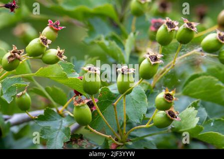 Un primo piano con frutti di crataegus monogyna verde sul ramo, crudo, verde Foto Stock