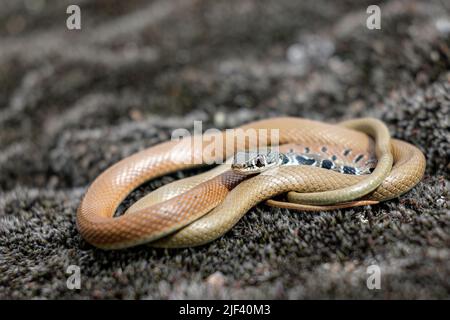 Serpente di frusta di Dahl Foto Stock