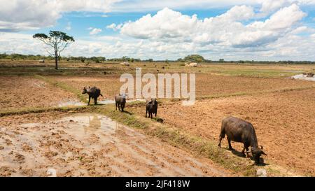 Bufali su terreni agricoli in zone rurali in Sri Lanka. Sri Lanka. Foto Stock