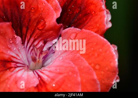 Goccioline d'acqua sulle foglie di Begonia Foto Stock