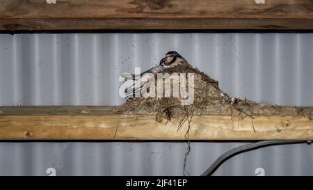 Deglutisca i pulcini in nido in fienile. Hirundo rustica. Foto Stock