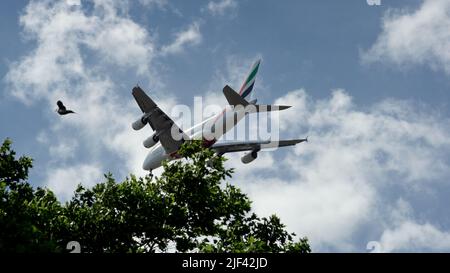 Un Airbus Emirates A380 atterra a Londra Heathrow con un uccello che vola accanto ad esso Foto Stock