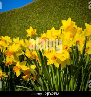 Naffodils gialli con un centro arancione visto contro la banca verde di erba Foto Stock