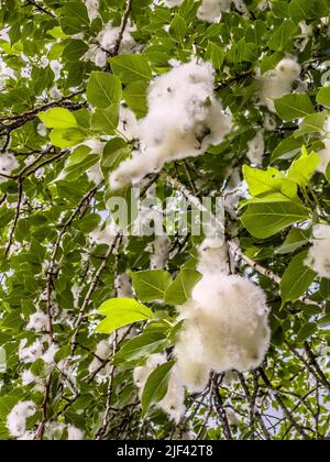 Primo piano di semi soffici su un albero di pioppo all'inizio dell'estate. REGNO UNITO Foto Stock