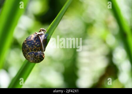 Lumaca su erba Foto Stock