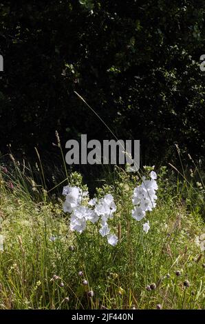 White Musk Mallow (Malva moschata F. Alba) fioritura in un confine forestale svedese in estate (giugno) foto: Bo Arrhed Foto Stock