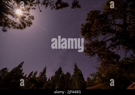 Le stelle nel cielo di notte sopra gli alberi di una foresta di pini Foto Stock