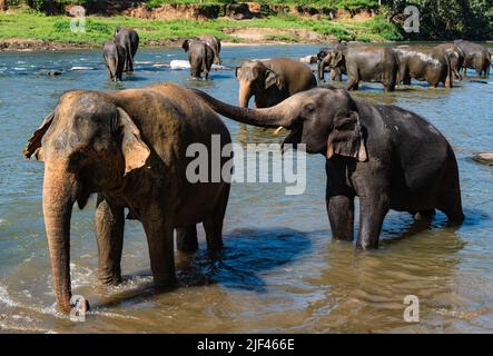 Gli elefanti bagna nel fiume ma Oya, Pinnawala, Sri Lanka Foto Stock