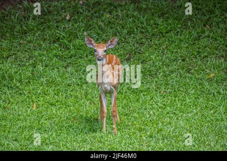 Un pegno in piedi nel cortile attento e interessato posa in una giornata di sole in estate Foto Stock