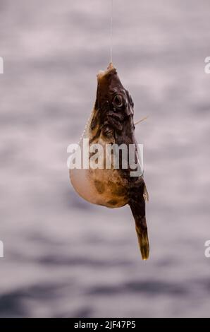 Un pesce di mare agganciate sopra il blu Oceano Atlantico Foto Stock