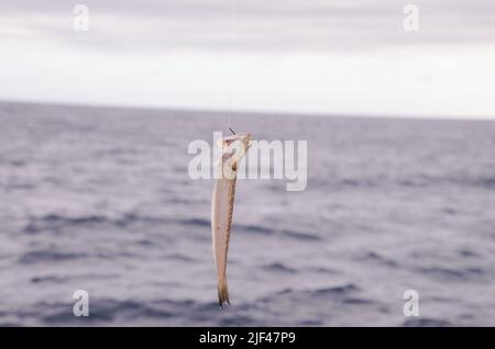 Un pesce di mare agganciate sopra il blu Oceano Atlantico Foto Stock