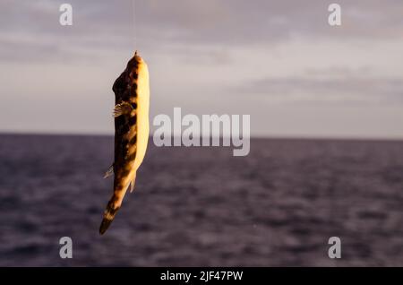 Un pesce di mare agganciate sopra il blu Oceano Atlantico Foto Stock