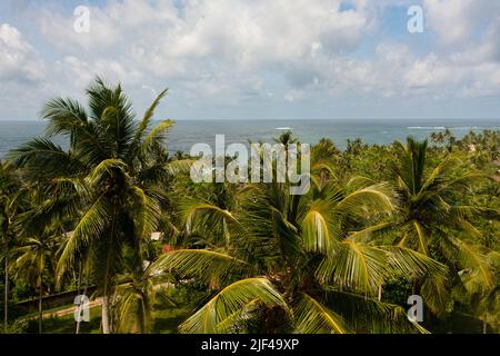 Vista dell'oceano attraverso le palme da cocco. Stagcape. Sri Lanka. Foto Stock