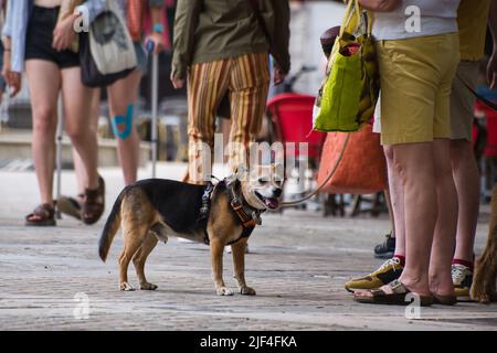 Turisti con cane Foto Stock