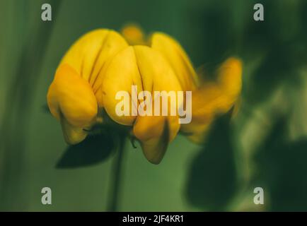 Lot corniculat loto corniculatus fiore giallo impressionante con sfondo verde, fuoco selettivo Foto Stock