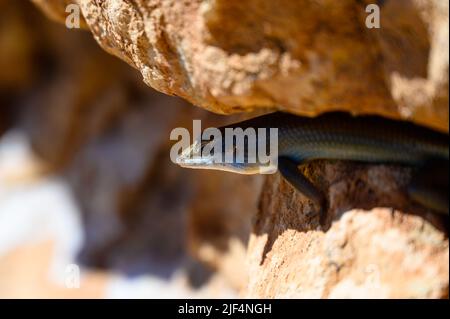 Pattina tra le rocce in Namibia Africa Foto Stock