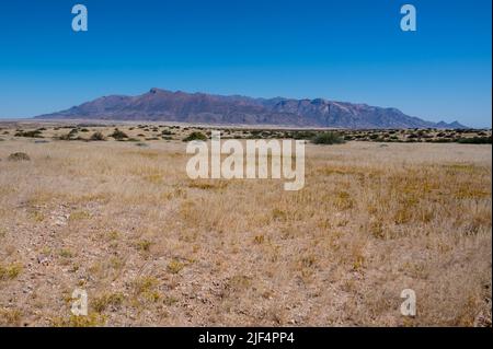 Praterie di fronte al monte Brandberg in Namibia Africa Foto Stock