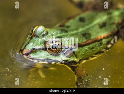 Rana verde che nuota in acqua, con enfasi sul suo incredibile occhio giallo Foto Stock