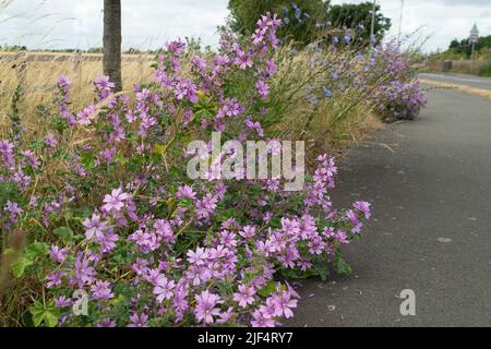 Eton, Windsor, Berkshire, Regno Unito. 29th giugno 2022. Fiori selvatici che crescono sui verges in Eton. Il Royal Borough of Windsor e Maidenhead stanno lasciando alcuni vergelli in disparte durante l'estate per aiutare la fauna selvatica e in particolare le api. Credit: Maureen McLean/Alamy Foto Stock