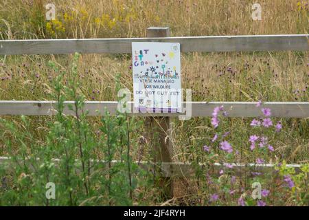 Eton, Windsor, Berkshire, Regno Unito. 29th giugno 2022. Fiori selvatici che crescono sui verges in Eton. Il Royal Borough of Windsor e Maidenhead stanno lasciando alcuni vergelli in disparte durante l'estate per aiutare la fauna selvatica e in particolare le api. Credit: Maureen McLean/Alamy Foto Stock