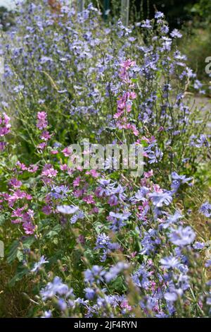 Eton, Windsor, Berkshire, Regno Unito. 29th giugno 2022. Fiori selvatici che crescono sui verges in Eton. Il Royal Borough of Windsor e Maidenhead stanno lasciando alcuni vergelli in disparte durante l'estate per aiutare la fauna selvatica e in particolare le api. Credit: Maureen McLean/Alamy Foto Stock