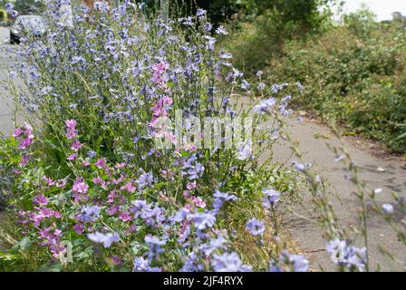 Eton, Windsor, Berkshire, Regno Unito. 29th giugno 2022. Fiori selvatici che crescono sui verges in Eton. Il Royal Borough of Windsor e Maidenhead stanno lasciando alcuni vergelli in disparte durante l'estate per aiutare la fauna selvatica e in particolare le api. Credit: Maureen McLean/Alamy Foto Stock