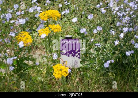 Eton, Windsor, Berkshire, Regno Unito. 29th giugno 2022. Fiori selvatici che crescono sui verges in Eton. Il Royal Borough of Windsor e Maidenhead stanno lasciando alcuni vergelli in disparte durante l'estate per aiutare la fauna selvatica e in particolare le api. Credit: Maureen McLean/Alamy Foto Stock