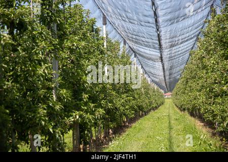 Moderno frutteto di mele con reti protettive contro la grandine in primavera Foto Stock