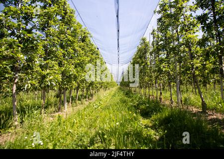 Moderno frutteto di mele con reti protettive contro la grandine in primavera Foto Stock