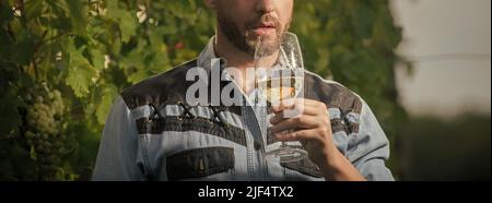 l'uomo enologo croppato tiene il wineglass al vigneto all'aperto, bevendo il vino Foto Stock