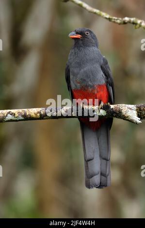 Trogon (Trogon massena hoffmanni) adulta arroccato sul ramo Arenal, Costa Rica. Marzo Foto Stock