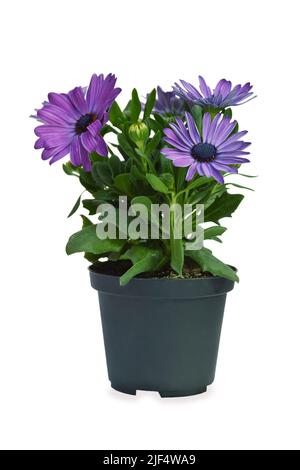 Osteospermum o margherite africane in vaso di fiori isolato su sfondo bianco Foto Stock