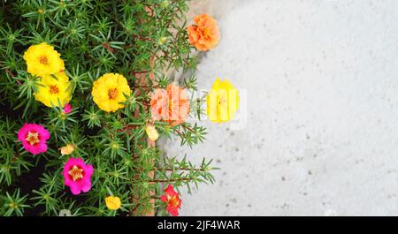 Fiori di rose di muschio (Portulaca grandiflora) su sfondo concreto con spazio copia Foto Stock