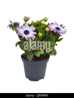 Margherite africane o Osteospermum in vaso di fiori isolato su sfondo bianco Foto Stock