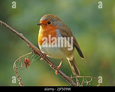 Ritratto di rapina europea (Erithacus rubecula) in buona luce appollaiato sul ramo a livello di occhio a RSPB Leighton Moss in Lancashire, Inghilterra, Regno Unito Foto Stock