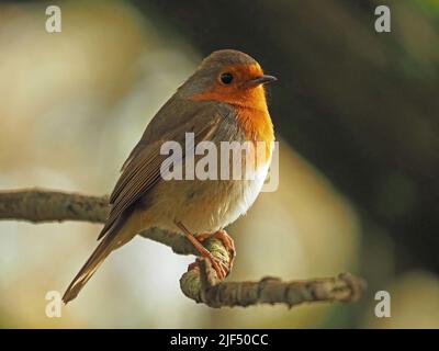 Ritratto di rapina europea (Erithacus rubecula) in buona luce appollaiato sul ramo a livello di occhio a RSPB Leighton Moss in Lancashire, Inghilterra, Regno Unito Foto Stock