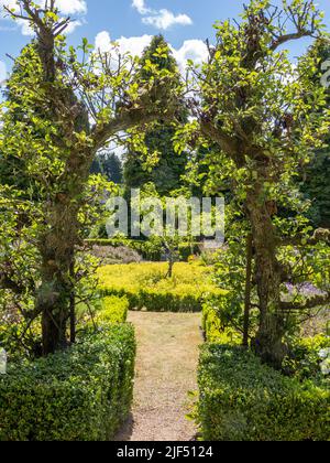 Arco di pero che forma un ingresso ai giardini formali all'Abbazia di Newstead nel Nottinghamshire Regno Unito Foto Stock