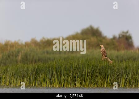 Aquila dalla coda bianca Haliaeetus albicilla, adulto arroccato su groppa tra canne, Delta del Danubio, Romania, giugno Foto Stock