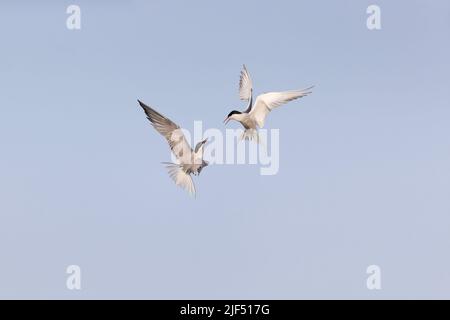 Comune terna hirundo, 2 adulti di piombi estivi che combattono in volo, Delta del Danubio, Romania, giugno Foto Stock