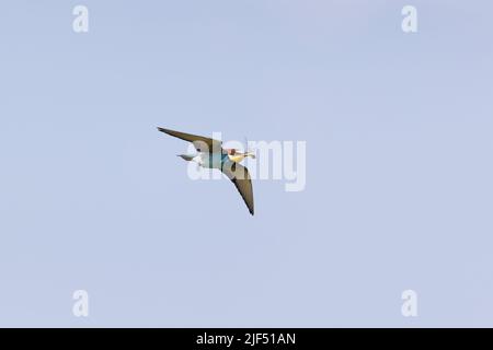 Apistro europeo Merops, adulto che vola con libellula in becco, Macin, Romania, giugno Foto Stock