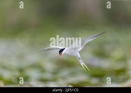 Comune terna hirundo, piumaggio estivo adulti in volo, Delta del Danubio, Romania, giugno Foto Stock