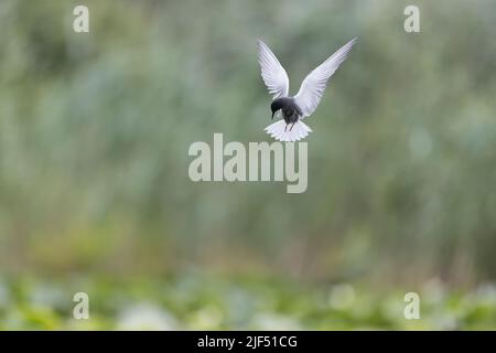 Black tern Chlidonias niger, clumage estivo adulti di volo, hovering, Delta del Danubio, Romania, giugno Foto Stock