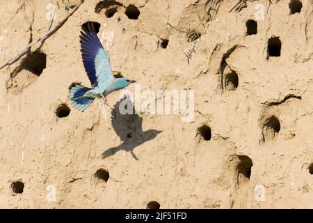 European Roller Coracias garrulus, adulto che vola oltre la banca di sabbia contenente nido buchi, Macin, Romania, giugno Foto Stock