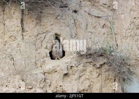 Piccolo gufo Athene noctua, giovane arroccato nel nido buco in sabbia parete, Macin, Romania, giugno Foto Stock