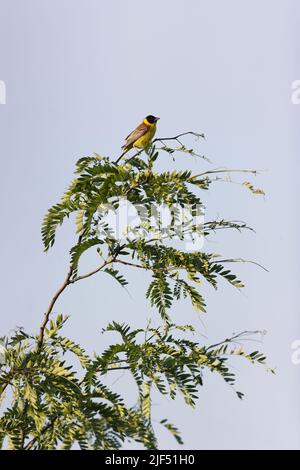 Mungere con testa nera Emberiza melanocephala, maschio adulto arroccato su albero, Romania, giugno Foto Stock