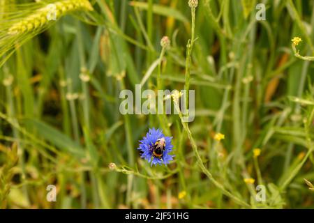 Bumblebee siede su un fiore selvatico blu Foto Stock