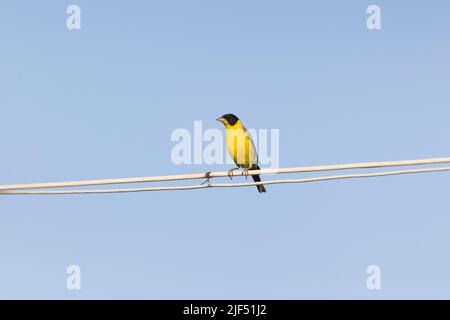 Mungere con testa nera Emberiza melanocephala, maschio adulto arroccato su filo, Romania, giugno Foto Stock